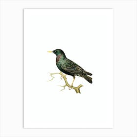 Vintage European Starling Bird Illustration on Pure White n.0077 Art Print