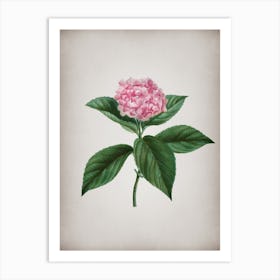 Vintage French Hydrangea Botanical on Parchment n.0755 Art Print