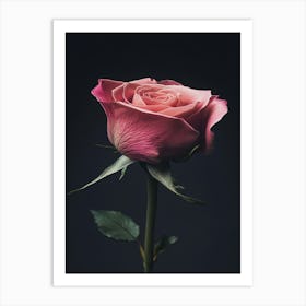 Pink Rose 6 Art Print