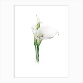 Watercolor Cala Lily Blossom Art Print