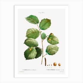 Hazelnut, Pierre Joseph Redoute 2 Art Print