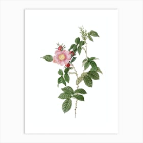 Vintage Big Flowered Dog Rose Botanical Illustration on Pure White n.0033 Art Print