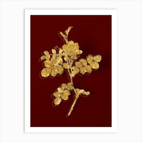 Vintage Pink Sweetbriar Rose Botanical in Gold on Red n.0162 Art Print