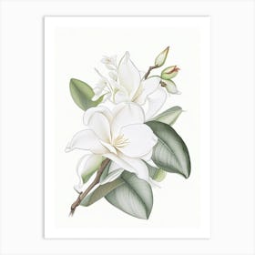 Gardenia Floral Quentin Blake Inspired Illustration 2 Flower Art Print