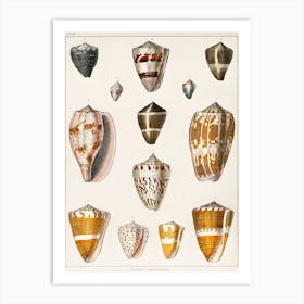 Collection Of Various Shells, Oliver Goldsmith 1 Art Print