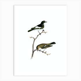 Vintage Pied Flycatcher Bird Illustration on Pure White Art Print