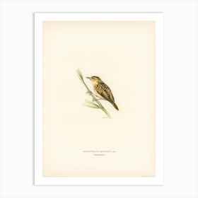 Aquatic Warbler, The Von Wright Brothers Art Print