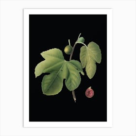 Vintage Briansole Figs Botanical Illustration on Solid Black n.0450 Art Print