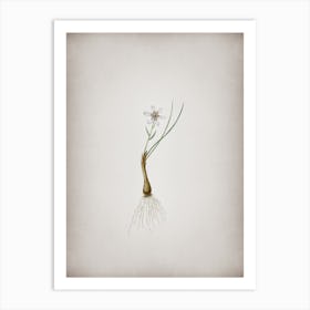 Vintage Snowdon Lily Botanical on Parchment n.0128 Art Print