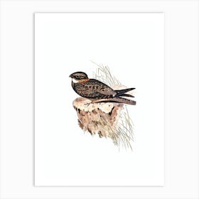 Vintage White Throated Eared Nightjar Bird Illustration on Pure White n.0316 Art Print