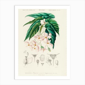 Begonia (Begonia Incarnata), Charles Dessalines D'Orbigny Art Print