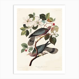 Band Tailed Pigeon, Birds Of America, John James Audubon Art Print