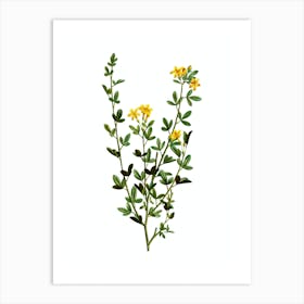 Vintage Yellow Jasmine Flowers Botanical Illustration on Pure White n.0868 Art Print