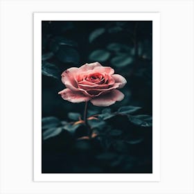 Dark Rose 100 Art Print