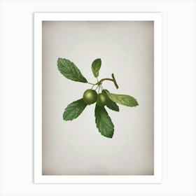 Vintage Crabapple Botanical on Parchment n.0159 Art Print
