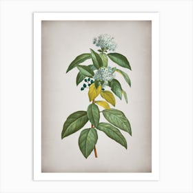 Vintage Laurustinus Botanical on Parchment n.0676 Art Print