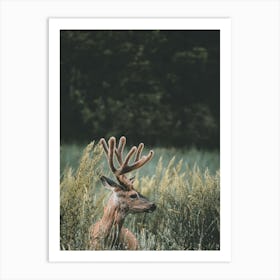 California Mule Deer Art Print