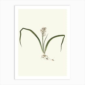 Tulip 1 Art Print