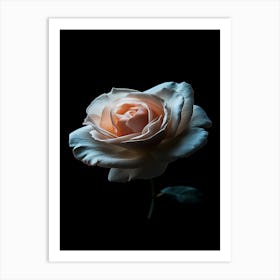 Rose Photography Art Print