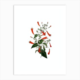 Vintage Heart Leaved Manettia Botanical Illustration on Pure White n.0090 Art Print