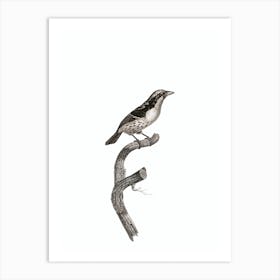Vintage Orange Billed Sparrow Bird Illustration on Pure White Art Print
