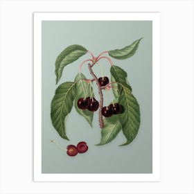 Vintage Hard Fleshed Cherry Botanical Art on Mint Green n.0597 Art Print