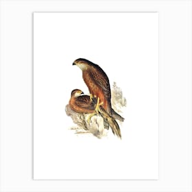 Vintage Radiated Goshawk Bird Illustration on Pure White n.0075 Art Print