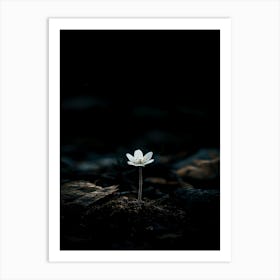 White Flower In The Dark 19 Art Print