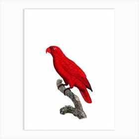 Vintage Cardinal Lory Bird Illustration on Pure White Art Print
