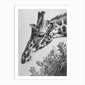 Giraffe In The Leaves Pencil Drawing 3 Art Print