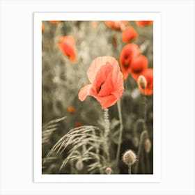 Poppy Flower Plant Art Print