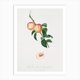 White Walnut (Persica Psillidermis) From Pomona Italiana (1817 1839), Giorgio Gallesio Art Print