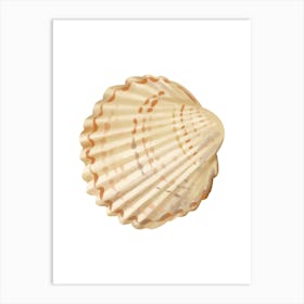 Colored seashells. Seashells. Summer. 11 Art Print