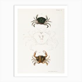 Littoral Crab And Lady Crab Art Print