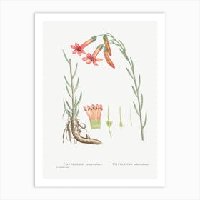 Cotyledon Tuberculosa, Pierre Joseph Redoute Art Print