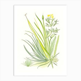 Lemon Grass Spices And Herbs Pencil Illustration 2 Art Print