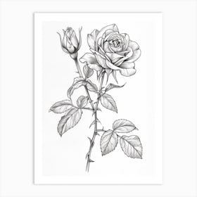 Roses Sketch 32 Art Print