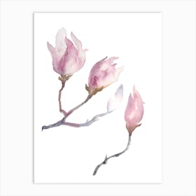 Magnolia Buds 5 Art Print