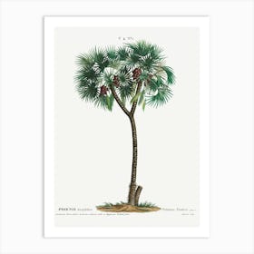 Date Palm, Pierre Joseph Redoute (2) Art Print