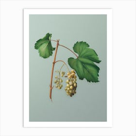 Vintage Friulli Grape Botanical Art on Mint Green n.0673 Art Print
