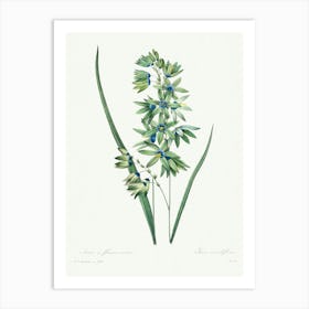 African Corn Lily, Pierre Joseph Redoute Art Print