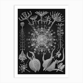 Vintage Haeckel 16 Tafel 61 Rohrstrahlinge Art Print