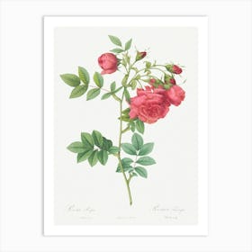 Turnip Roses, Pierre Joseph Redoute Art Print