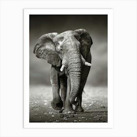 Elephant In The Savannah Art Print