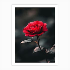 Red Rose 12 Art Print