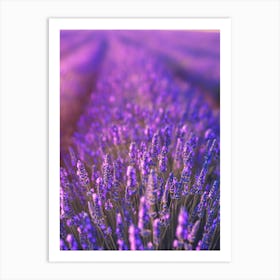 Lavender Field Art Print