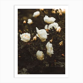 White Rose Bush Art Print