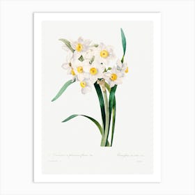 Chinese Sacred Lily, Pierre Joseph Redoute Art Print