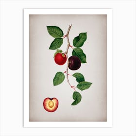Vintage Apricot Botanical on Parchment n.0469 Art Print