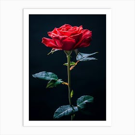 Red Rose On Black Background 19 Art Print